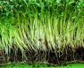 What Does Cilantro Look Like When It Sprouts