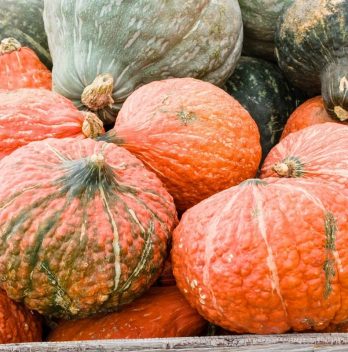 When To Harvest Hubbard Squash - Best Time To Harvest