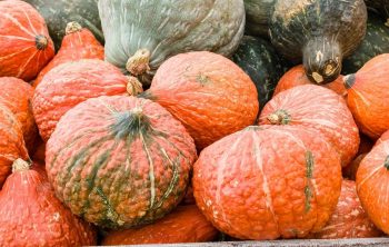 When To Harvest Hubbard Squash - Best Time To Harvest