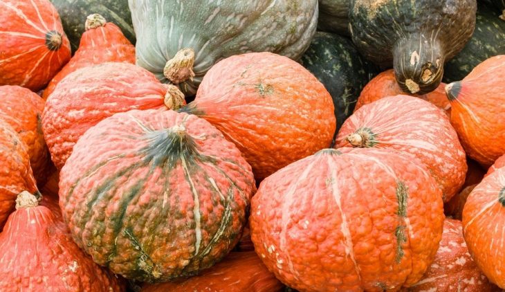 When To Harvest Hubbard Squash - Best Time To Harvest