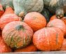 When To Harvest Hubbard Squash - Best Time To Harvest