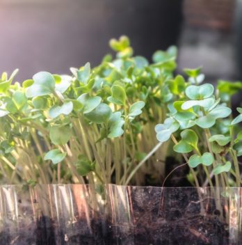 How To Grow Broccolini From Seed