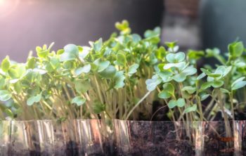 How To Grow Broccolini From Seed