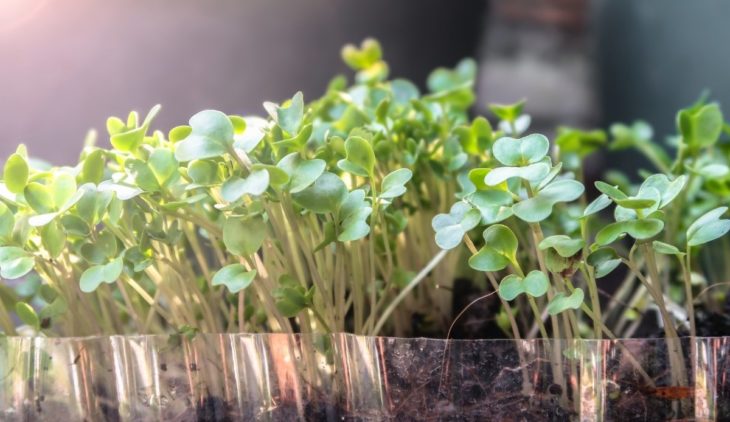 How To Grow Broccolini From Seed