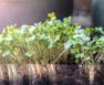 How To Grow Broccolini From Seed