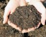Adding Nitrogen Supplements For Plants