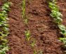 best fertilizer for green beans