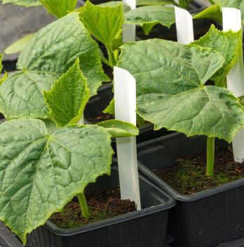 Can I Grow Cucumbers In A Pot? - Step-by-Step Guide