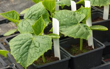 Can I Grow Cucumbers In A Pot? - Step-by-Step Guide