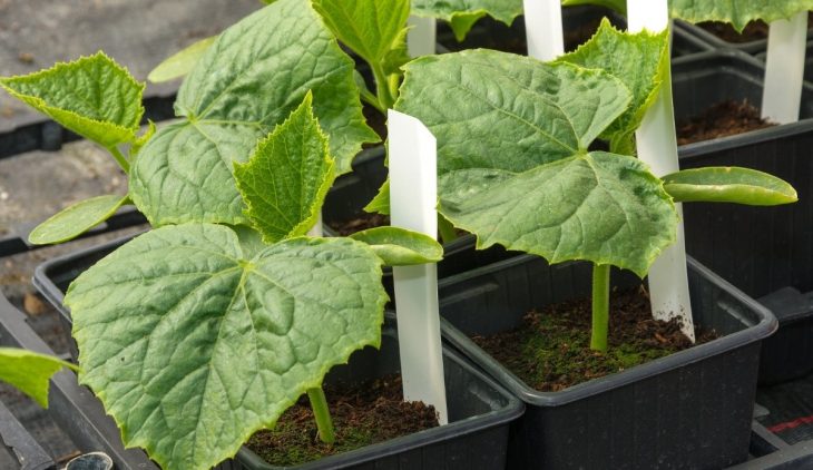 Can I Grow Cucumbers In A Pot? - Step-by-Step Guide