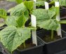Can I Grow Cucumbers In A Pot? - Step-by-Step Guide