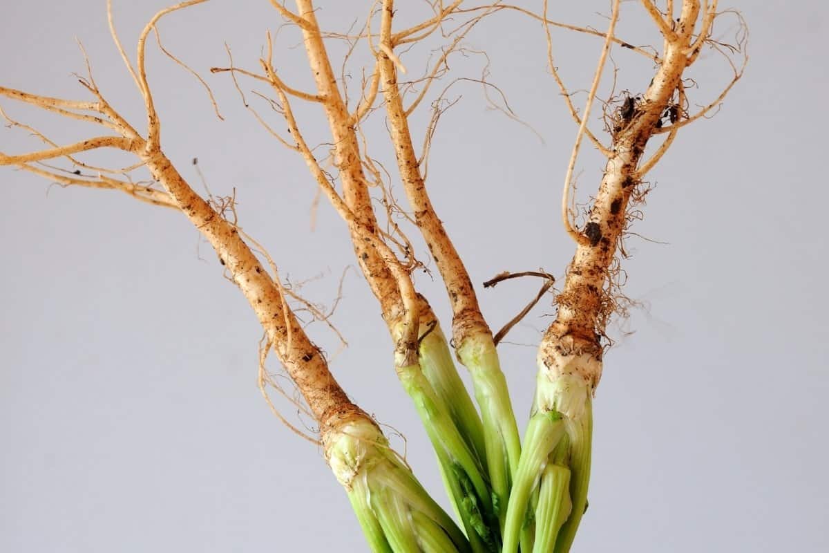 Can You Grow Cilantro From Cuttings?