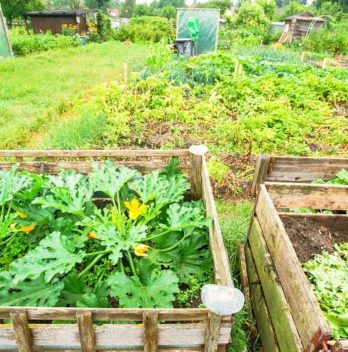 Can You Grow Squash In A Pot