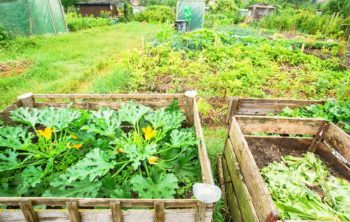 Can You Grow Squash In A Pot