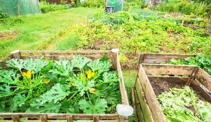 Can You Grow Squash In A Pot