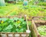 Can You Grow Squash In A Pot