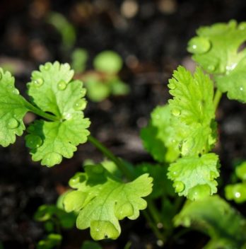 Cilantro Temperature Tolerance When Growing