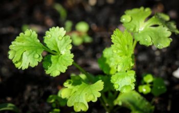 Cilantro Temperature Tolerance When Growing