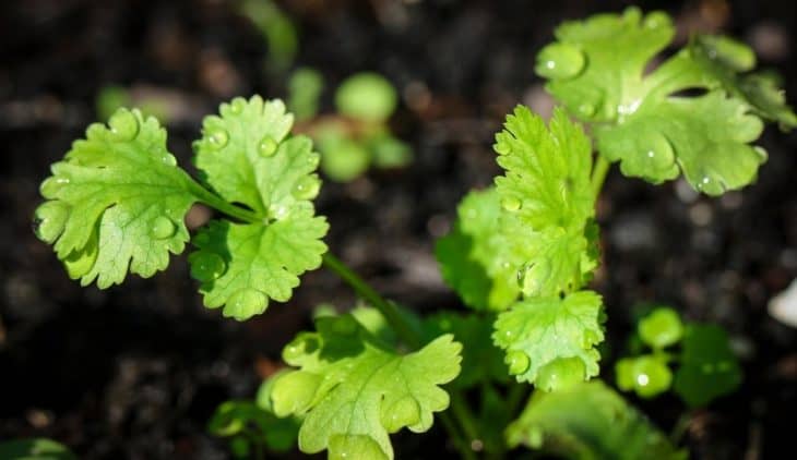 Cilantro Temperature Tolerance When Growing