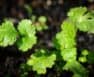 Cilantro Temperature Tolerance When Growing