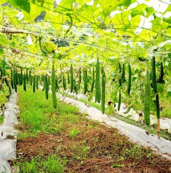 Climbing Zucchini Varieties