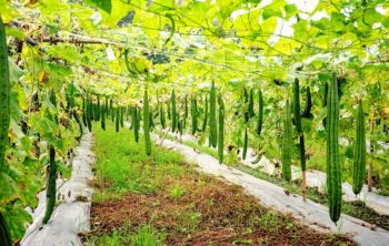 Climbing Zucchini Varieties