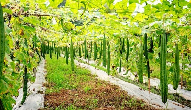 Climbing Zucchini Varieties