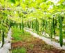 Climbing Zucchini Varieties
