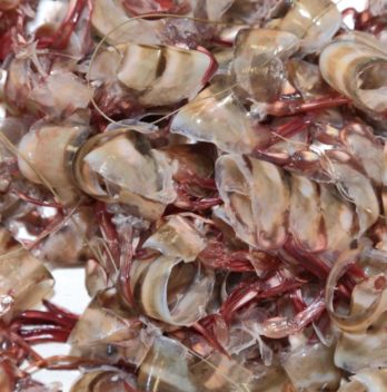 can you compost shrimp shells