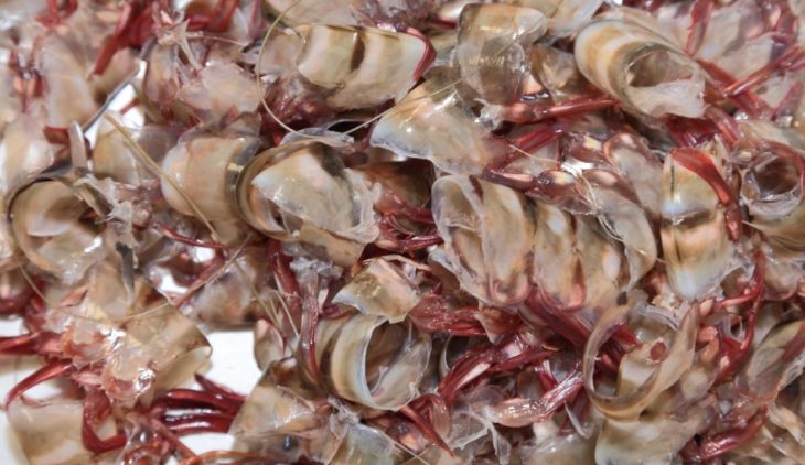 can you compost shrimp shells