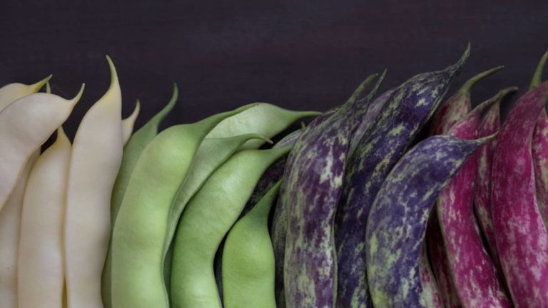 Discover Types Of String Beans You Can Grow - Grower Today