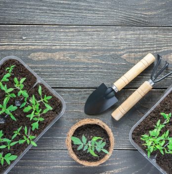 Do Tomatoes Like Acidic Soil