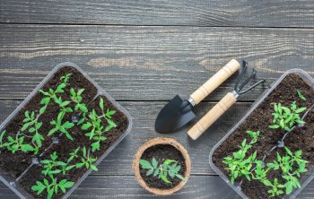 Do Tomatoes Like Acidic Soil