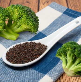 Do You Know What Do Broccoli Seeds Look Like