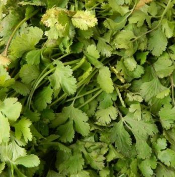 Do You Use Cilantro Stems 730x422 1