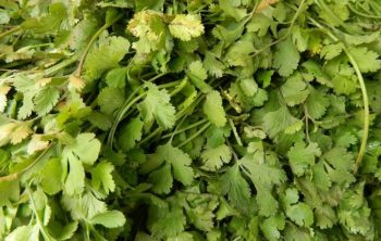 Do You Use Cilantro Stems 730x422 1