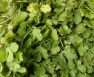 Do You Use Cilantro Stems 730x422 1
