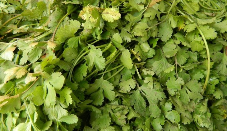 Do You Use Cilantro Stems 730x422 1