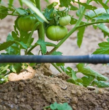 Drip Irrigation For Tomatoes In Containers