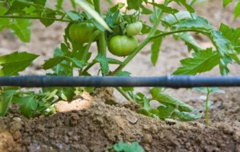 Drip Irrigation For Tomatoes In Containers