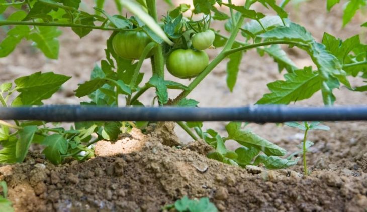 Drip Irrigation For Tomatoes In Containers