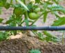 Drip Irrigation For Tomatoes In Containers