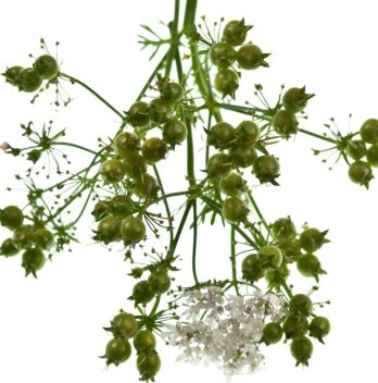 Get To Know About Harvesting Coriander Seeds