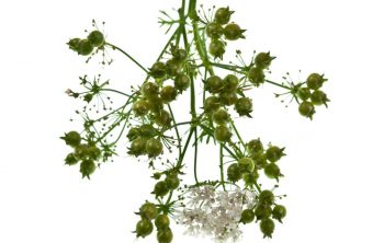 Get To Know About Harvesting Coriander Seeds