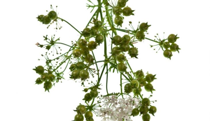 Get To Know About Harvesting Coriander Seeds