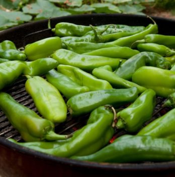 Growing Hatch Chiles