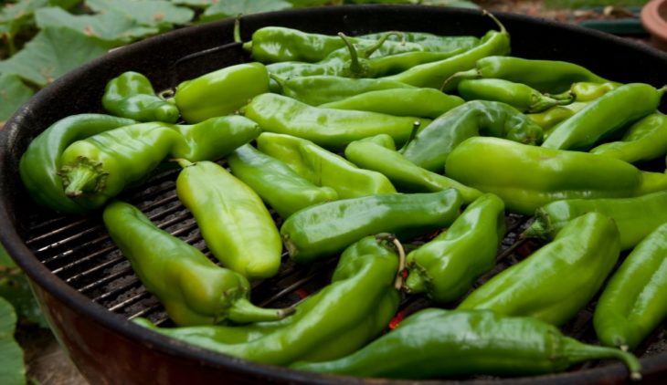 Growing Hatch Chiles