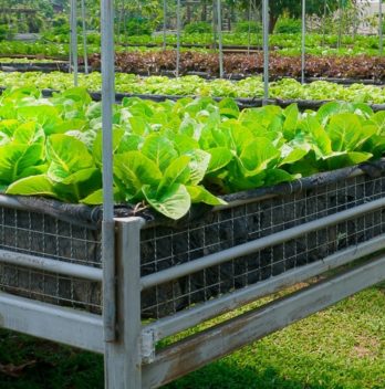 Growing Romaine Lettuce In Container