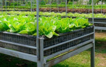 Growing Romaine Lettuce In Container