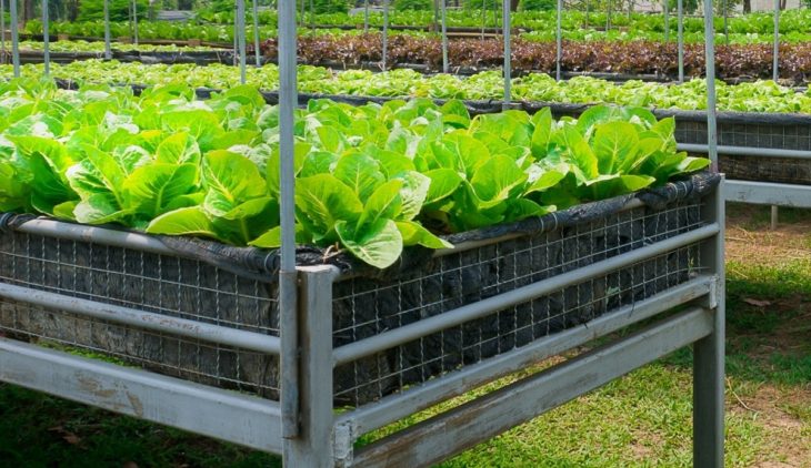 Growing Romaine Lettuce In Container